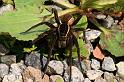 Dolomedes_fimbriatus_D5092_Z_90_Canal du Nivernais_Frankrijk